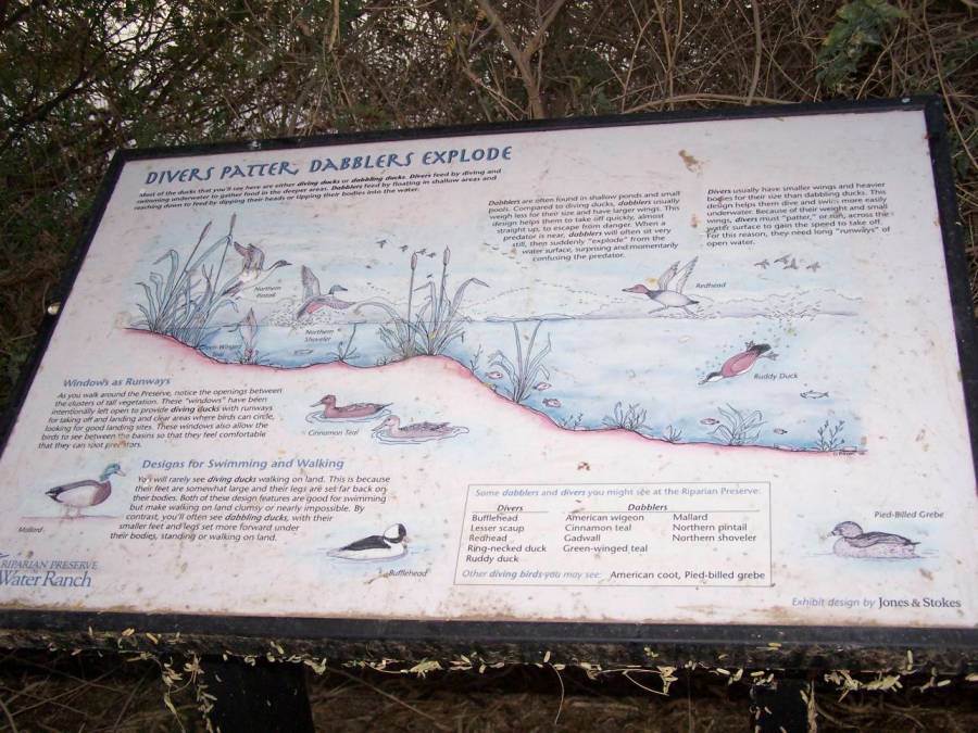 Divers Patter, Dabblers Explode: sign at Riparian Preserve Water Ranch