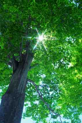 Tree in sunlight copyright_ooyoo_iStock_5889617