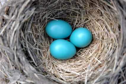 Robin Nest Photo © Linda Kloosterhof iStockPhoto®  #208792